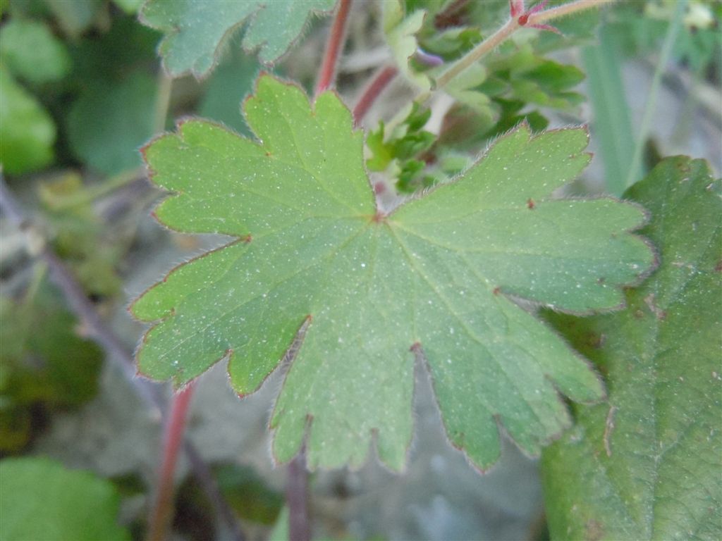 Geranium rotundifolium / Geranio malvaccino